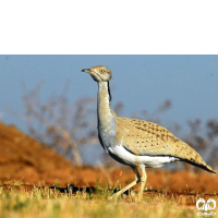 گونه هوبره Macqueenii Bustard